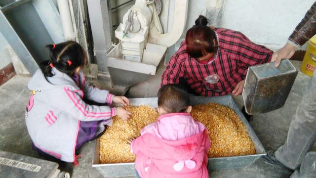 林州乡村：玉米糁加工过程可真是个精细活，口感怎么样与这个有关