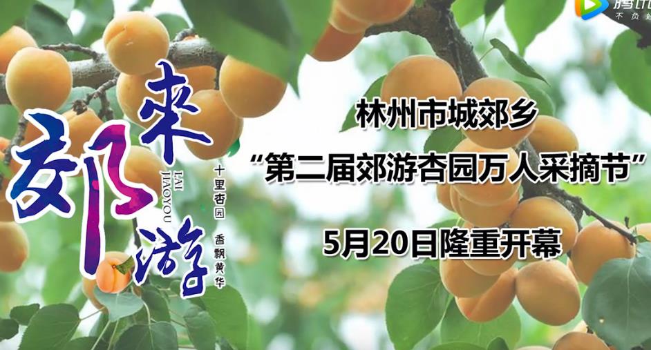 2017年5月20日林州城郊乡万人摘杏节