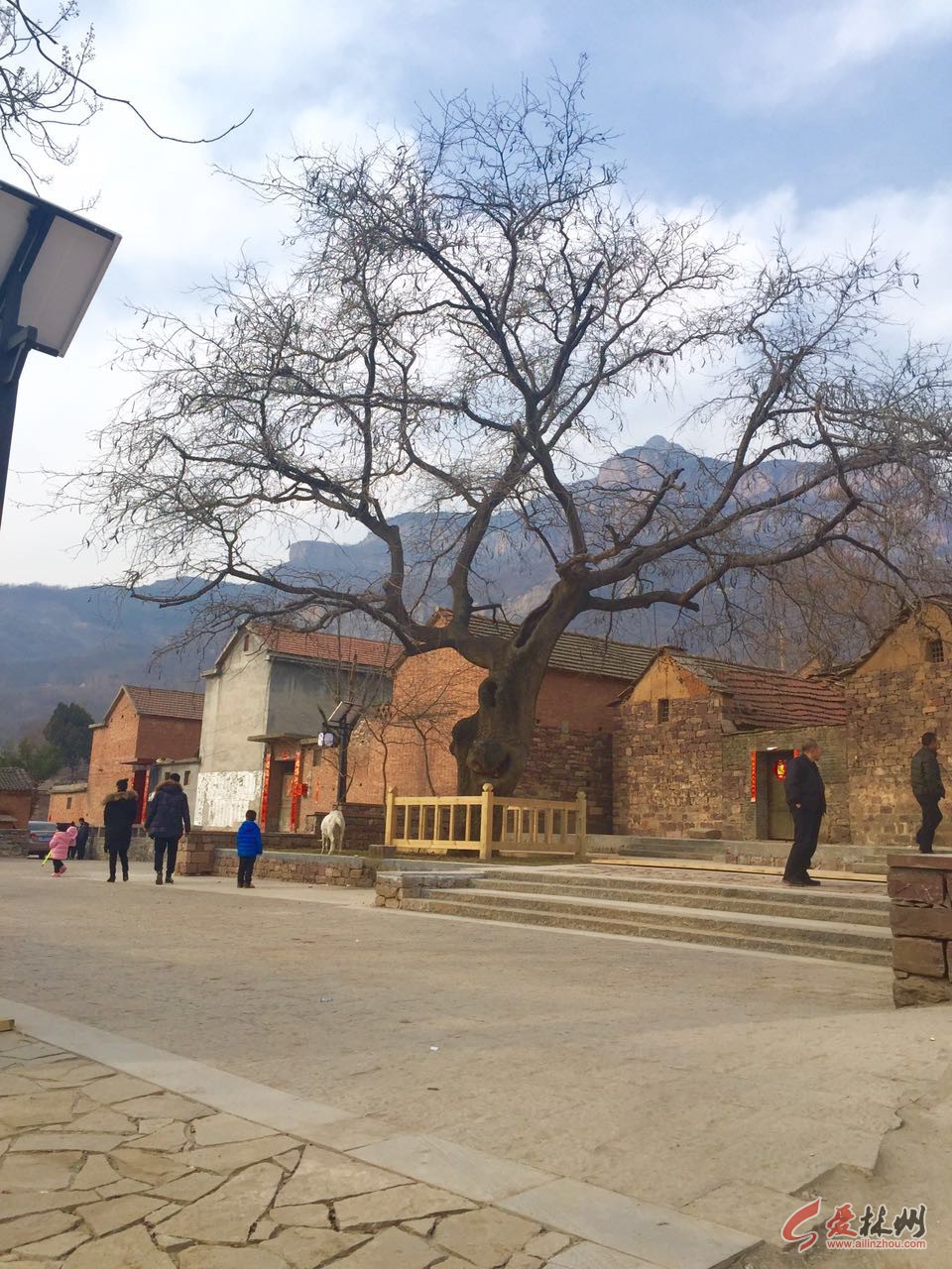 林州庙荒村有多"荒"?千年皂角树会流血