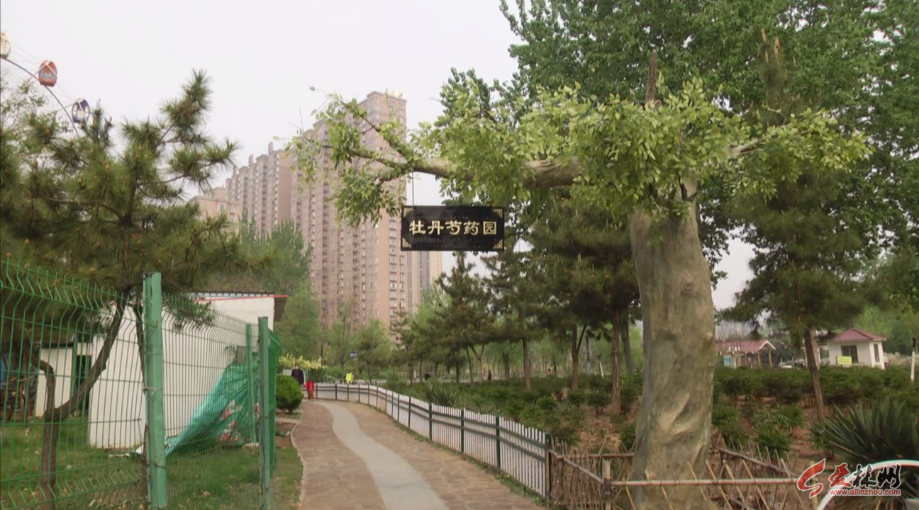 牡丹花树多少钱